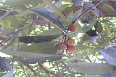 Myristica dactyloides